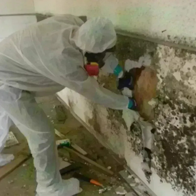 Mold Remediation and Removal in Hamburg, NJ